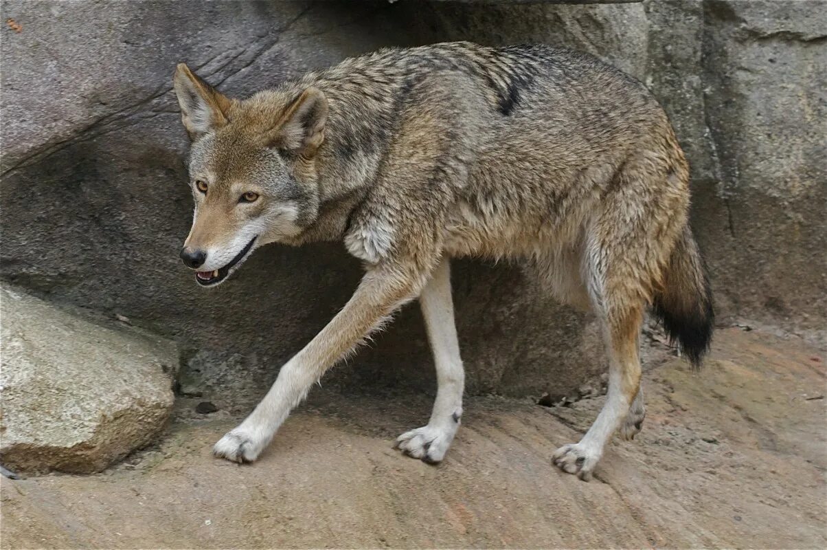 Ред вольф. Койот + рыжий волк. Красный волк (canis Rufus). Флоридский рыжий волк. Canis priscolatrans.