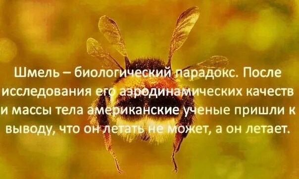 Почему шмель летает. По законам аэродинамики шмель летать не может. пчелы не могут летать по законам физики. шмель может летать. пчела не может летать.
