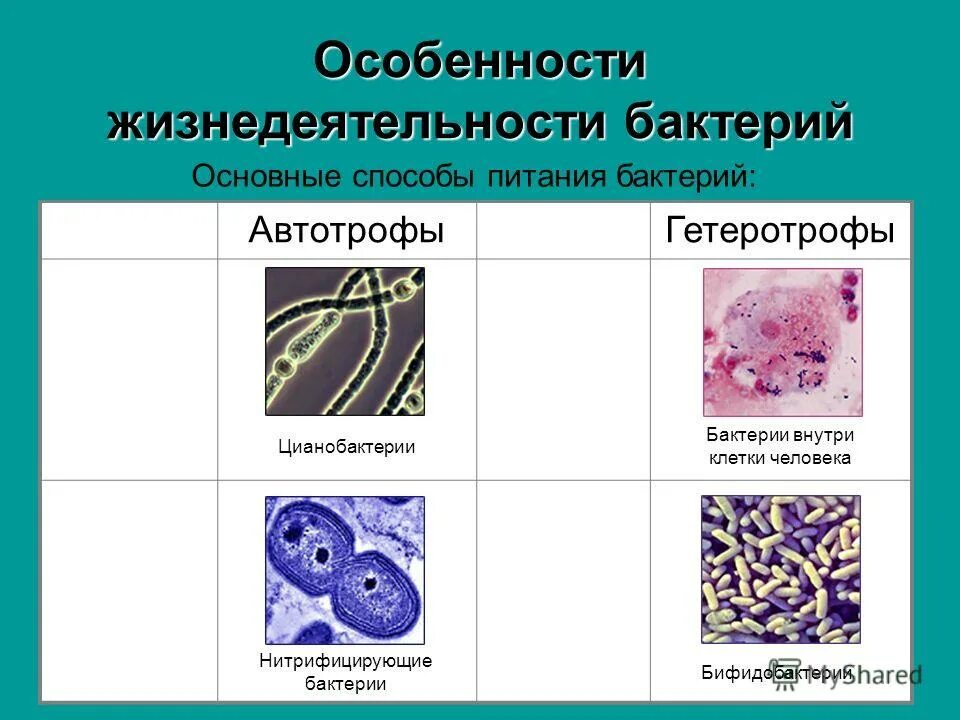 Нитрифицирующие бактерии и нитрифицирующие. Нитрофицирующиебактерии. Нитрифицирующие бактерии окисляют. Схема многообразия бактерий по способу питания. Нитрифицирующие микроорганизмы это.