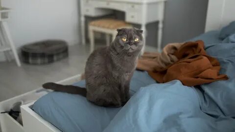 Cat start