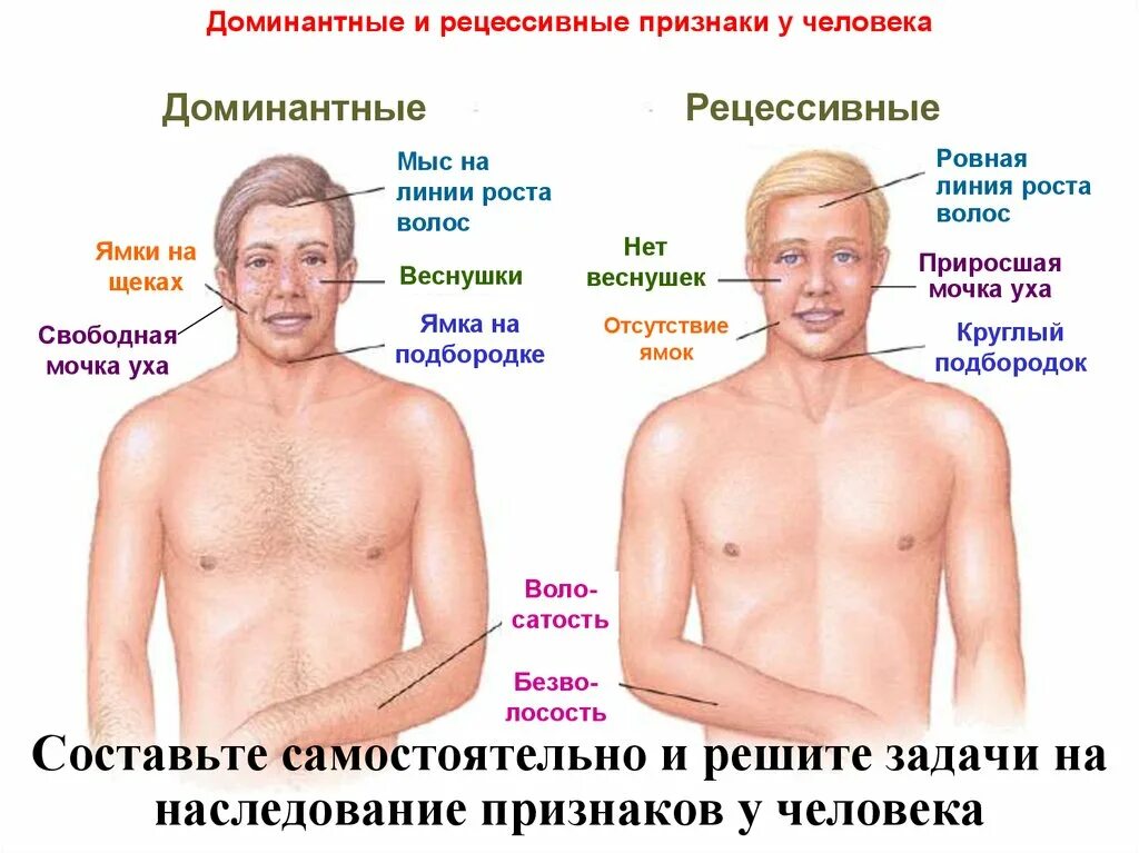 Доминантные и рецессивные признаки. Уши доминантные и рецессивные. Мочка уха доминантный признак. Доминантный и рецессивный признак ухо. Какие волосы доминантные