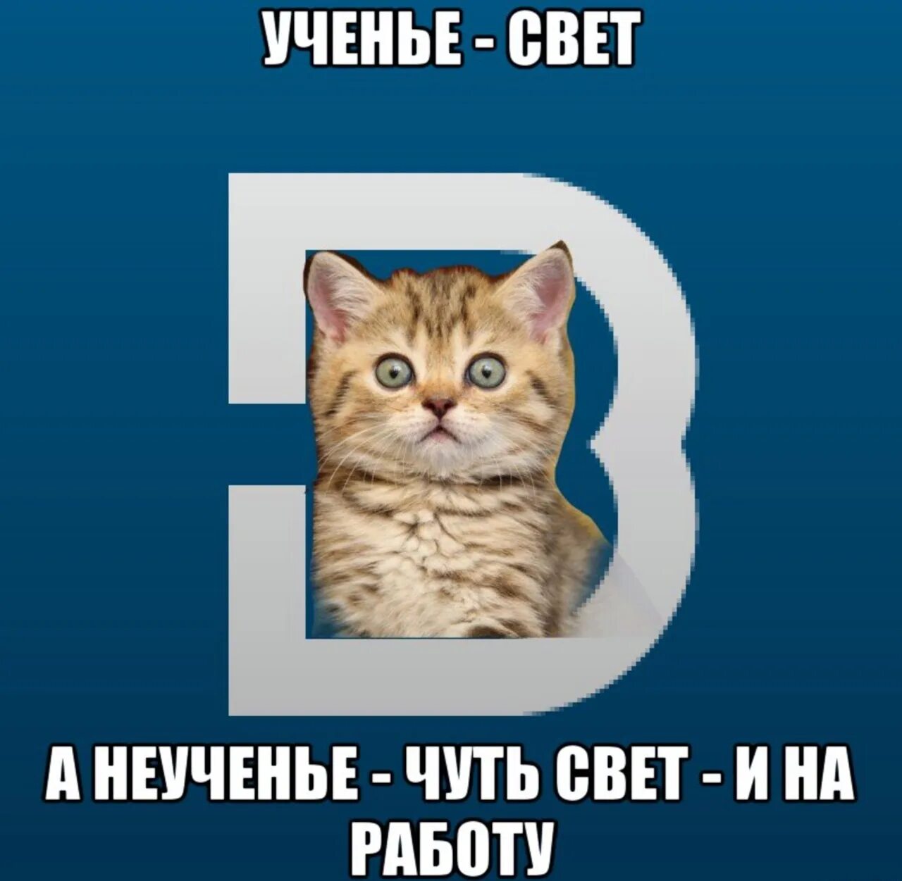 Чуть чуть смешная. Ученье свет. Мемы с котом. Кот Мем. Ученье свет а неученье.