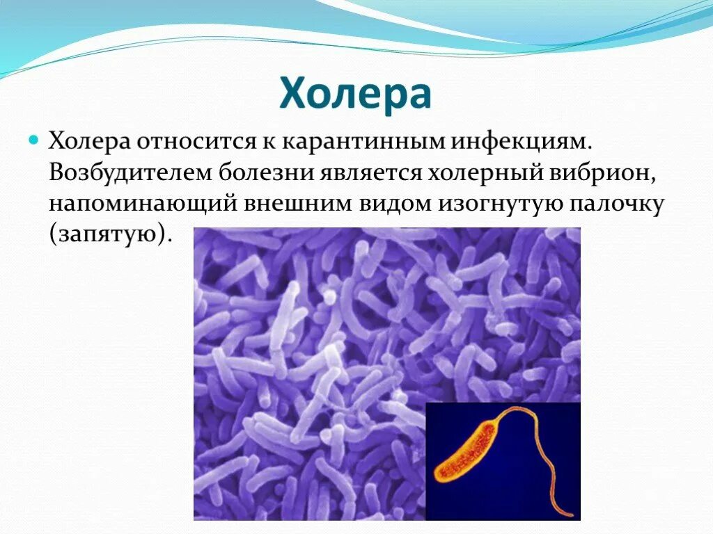 Холерный вибрион заболевания. Холера возбудитель заболевания. Вибрионы возбудители болезней. Вибрион холеры заболевание. Возбудитель инфекционных заболеваний бактерии