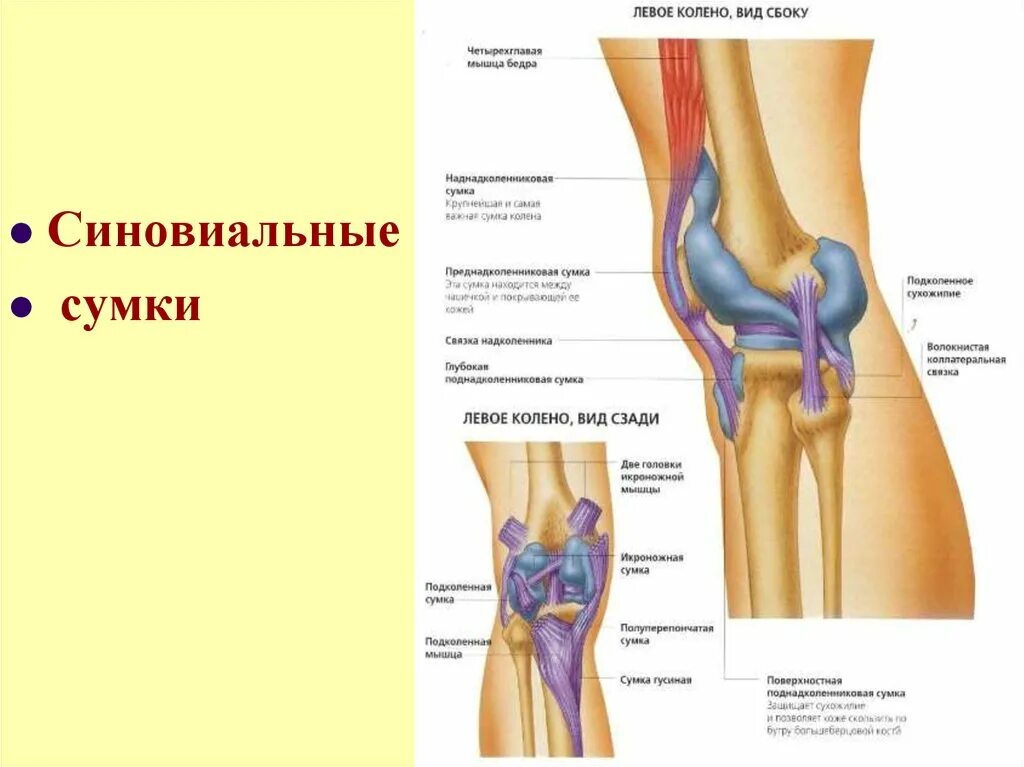 Синовиальные сумки коленного сустава анатомия. Сумки коленного сустава Синельников. Семимембранозная сумка коленного сустава. Синовиальная сумка икроножной мышцы.