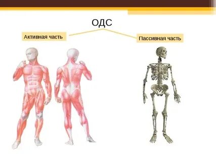 Одс что это