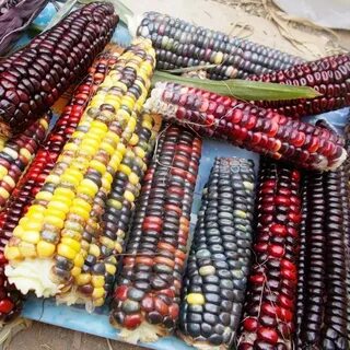 Цветная кукуруза