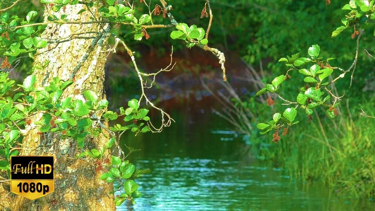 Релакс шум леса и пение птиц. Релакс пение птиц звуки природы. Звуки природы, шум леса, пение птиц. Звуки природы для успокоения. Шум природы для релаксации и успокоения нервов.