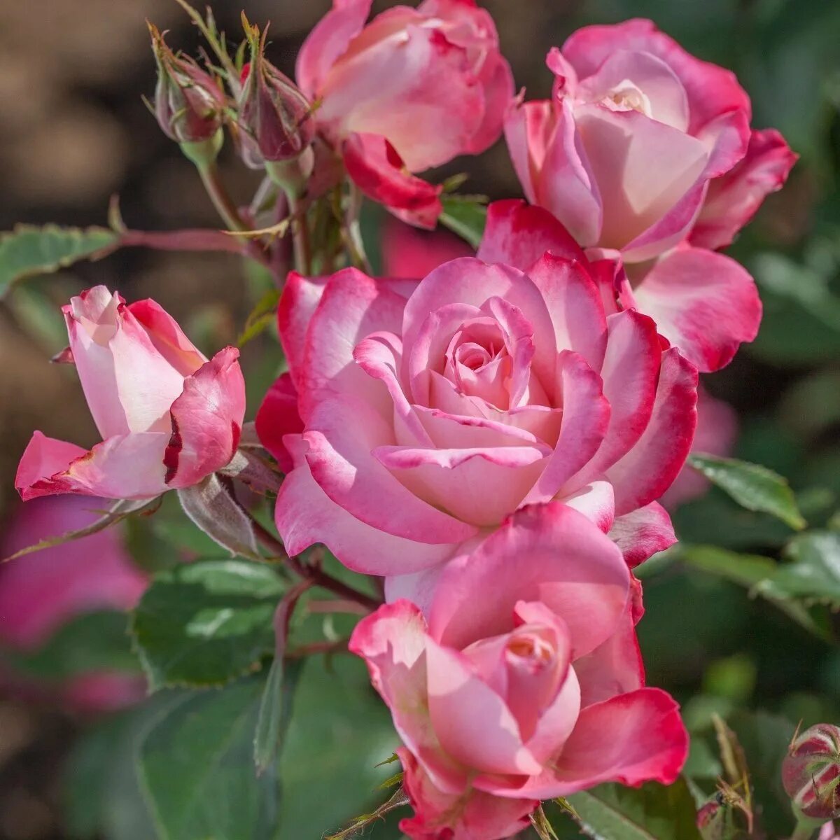 Розы флорибунда floribunda. Плетистая флорибунда. Розы флорибунда floribunda. Плетистая флорибунда. Розы флорибунда floribunda.