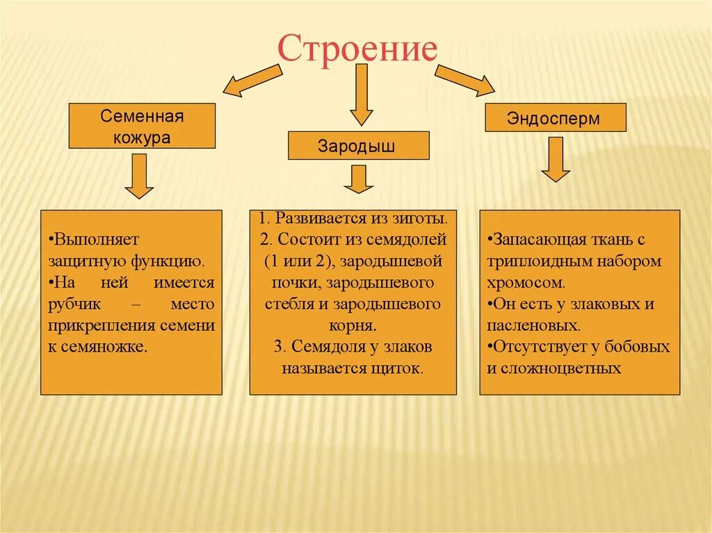 Какую функцию семенная кожура