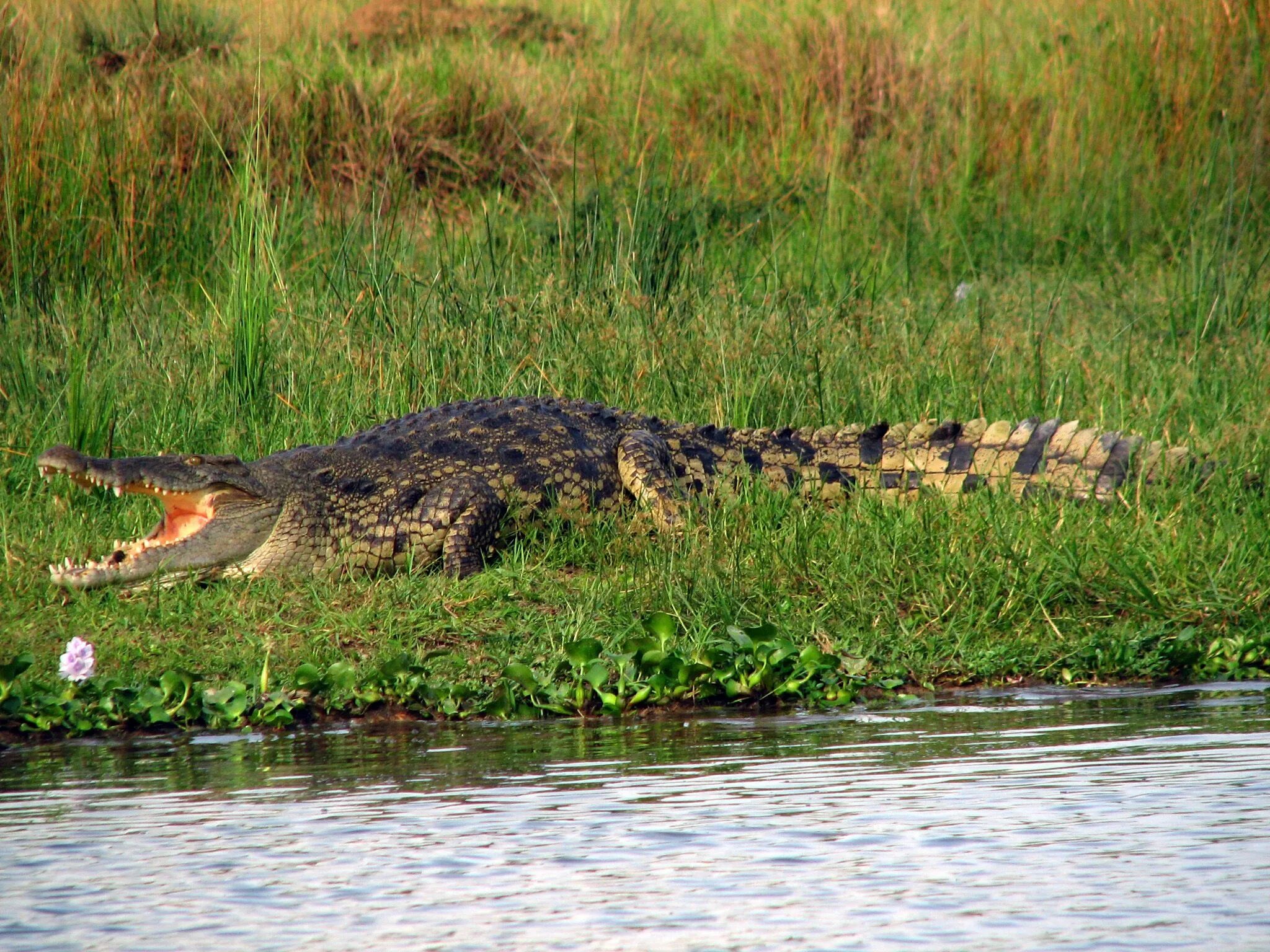 Крокодилы в ниле. Нильский крокодил. Африка Нильский крокодил. Большой Нильский крокодил. Нилов Нильский крокодил.