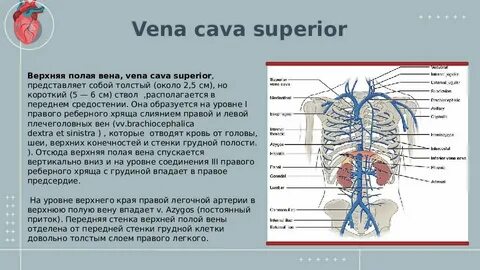 Высоко вена