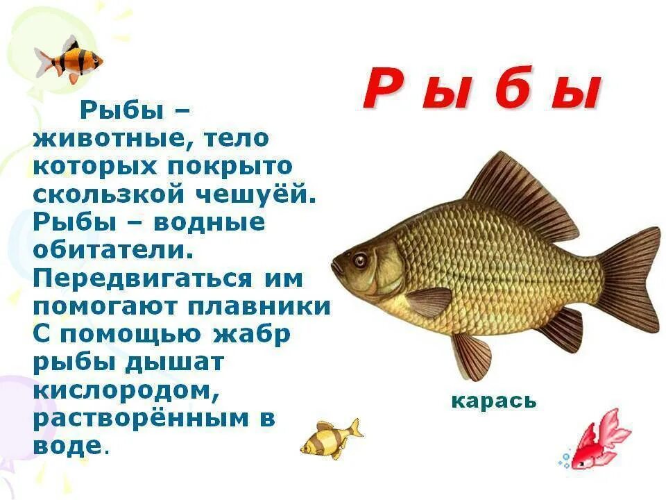 Рассказ о рыбе. Сообщение о рыбе. Доклад про рыб. Доклад про рыб маленький.