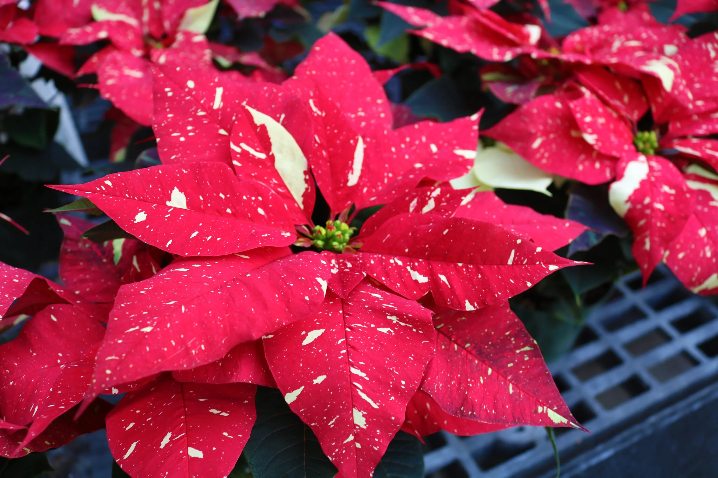 пуансеттия рождественский цветок. пуансеттия euphorbia pulcherrima. пуансеттия белая. рождественский цветок пуа. рождественская роза пуансеттия.