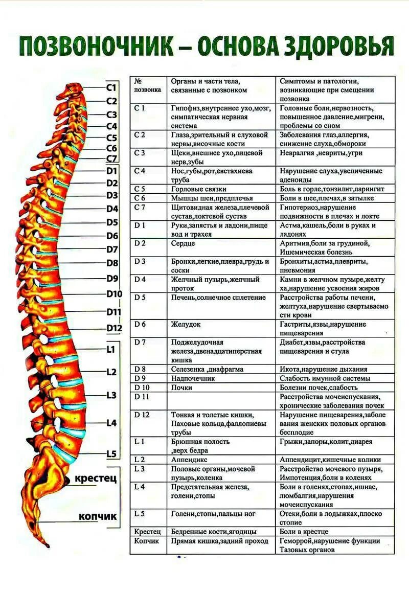 Позвоночник по отделам с номерами. Th5-th12 позвонка. Строение поясничного отдела позвоночника. Анатомия пояснично крестцового отдела позвоночника. Позвонки грудного отдела позвоночника.