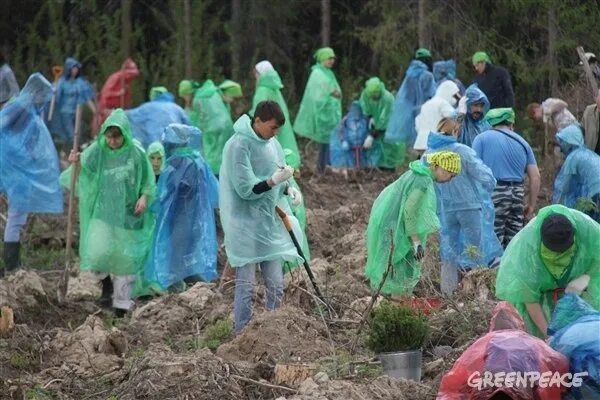 Гринпис лесной