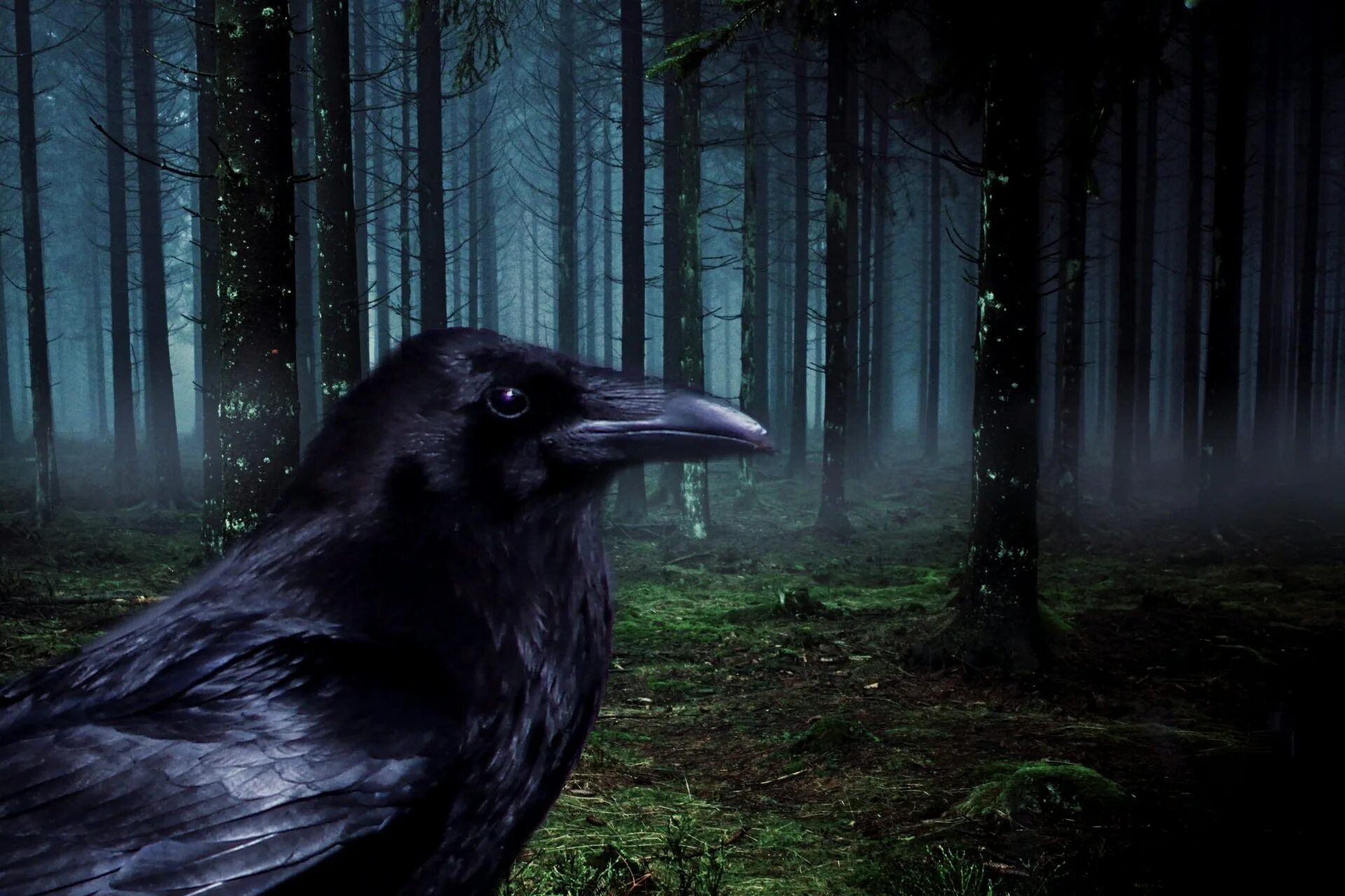 Raven dawn