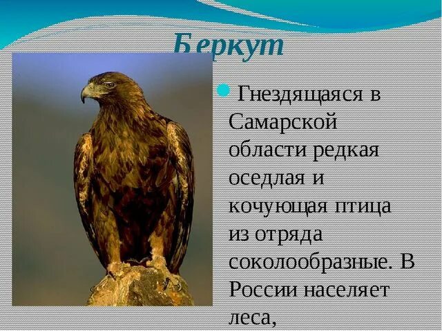 Орел птица сообщение. Птицы из красной книги Самарской области. Красная книга Самарской области птицы. Самарская красная книга животные. Животное Самарской области занесенные в красную книгу.