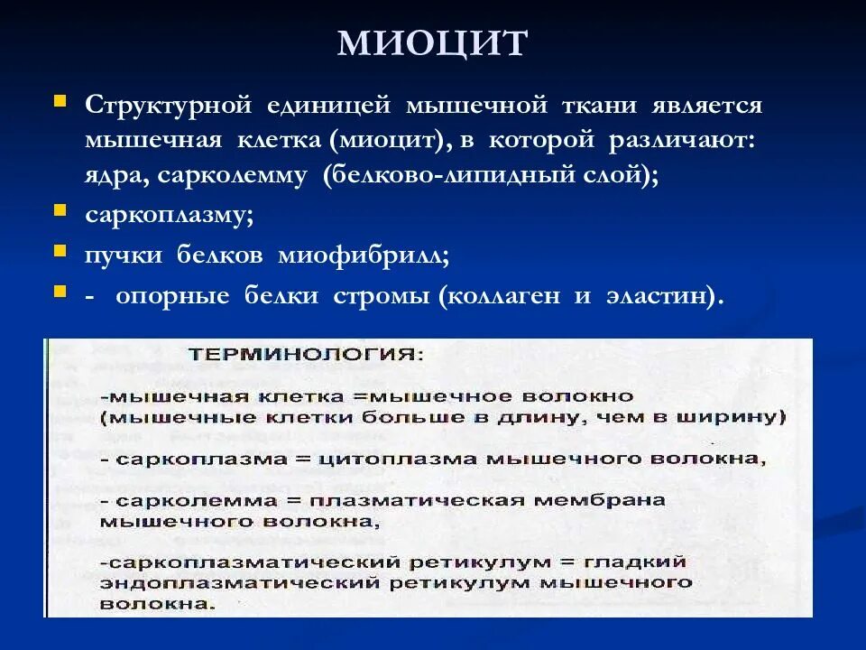 Структурной единицей мышечной ткани является. Что является структурной единицей мышцы. белки мышечной стромы. миоцит.