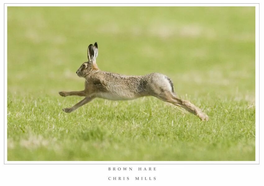 Заяц бежит. Заяц бежит фото. Зайцы бегают по парку. Fast Hare picture.
