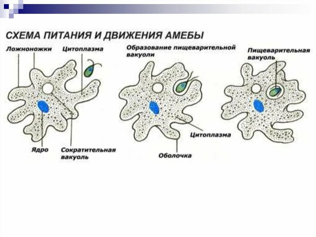 Схема питания и движения амебы. Схема питания амебы обыкновенной. Питание и передвижение амебы обыкновенной. Внешний вид строение и продвижение амебы. Может осуществлять фагоцитоз способен к амебоидному движению