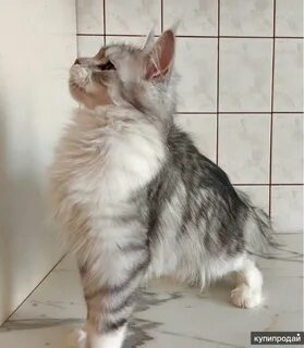 Кун красноярск