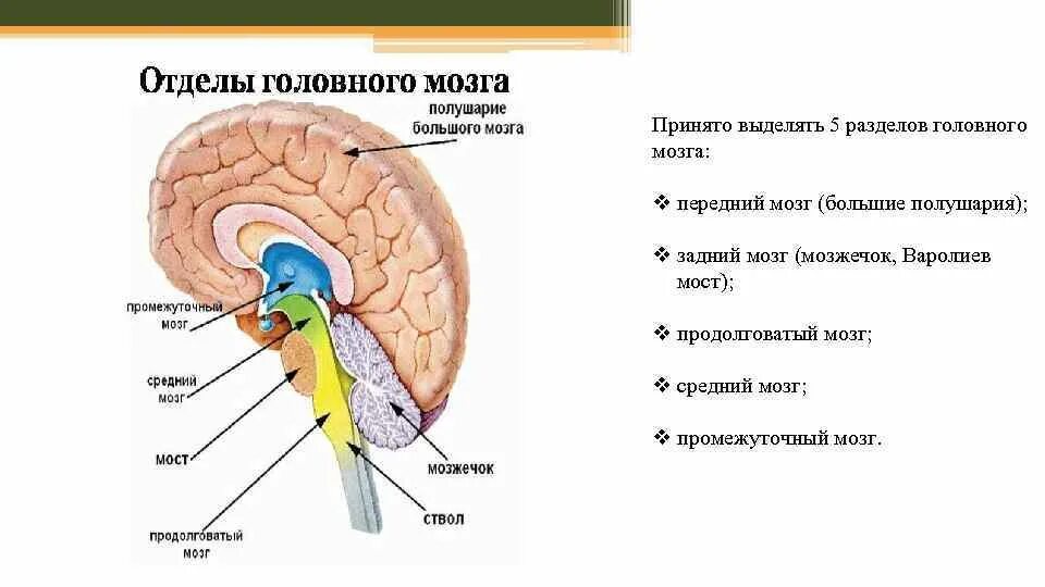 Какие отделы имеют полушария. Головной мозг. Отделы большого мозга. Отделы больших полушарий. Ствол головного мозга большие полушария.