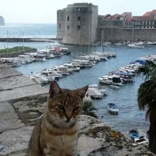 Cats around the world