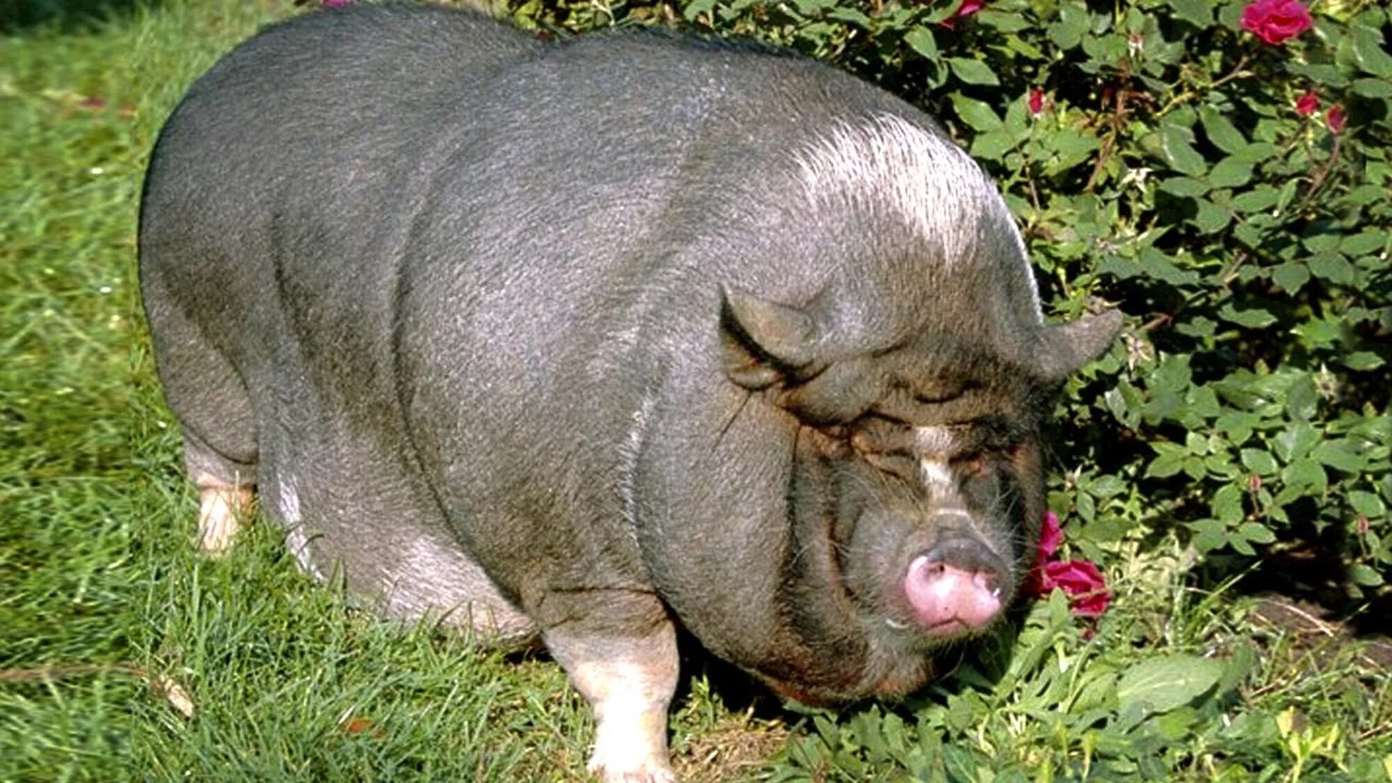 Big pig. Свинья Темворс. Темворс порода. Поросята породы Темворс. Уржумская порода свиней.