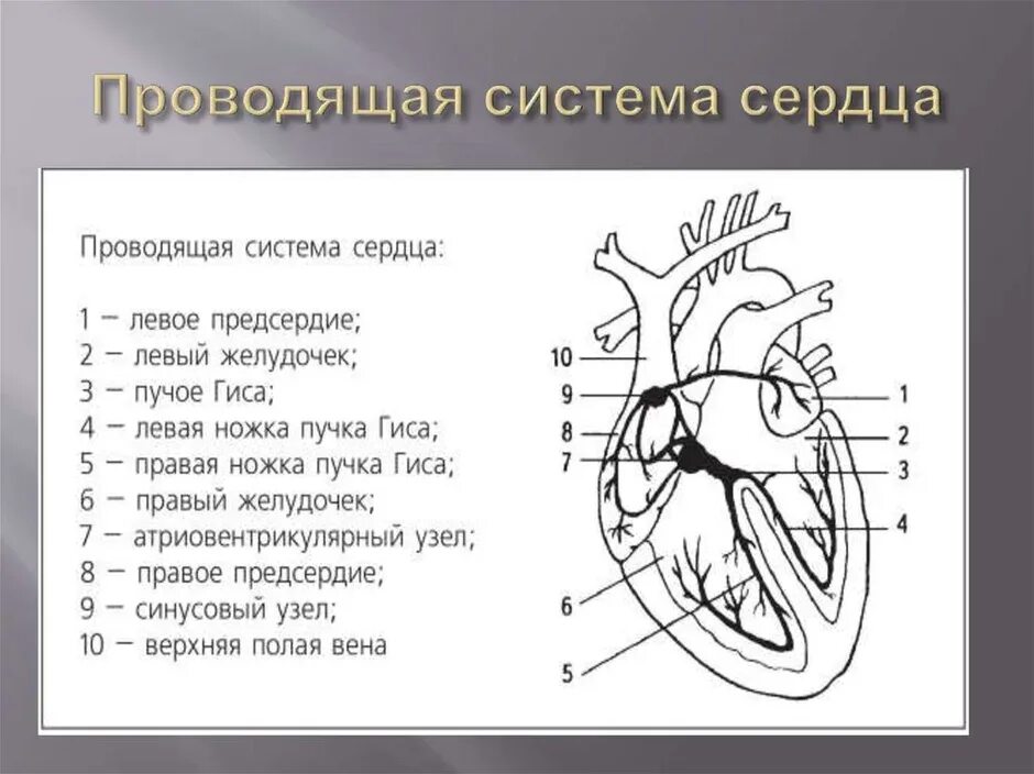 Какая структура сердца человека изображена на рисунке. Проводящая система сердца строение. Проводящая система сердца схема. Строение основные части проводящей системы сердца. Зарисовать схему проводящей системы сердца.