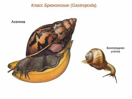 Брюхоногие моллюски размножение