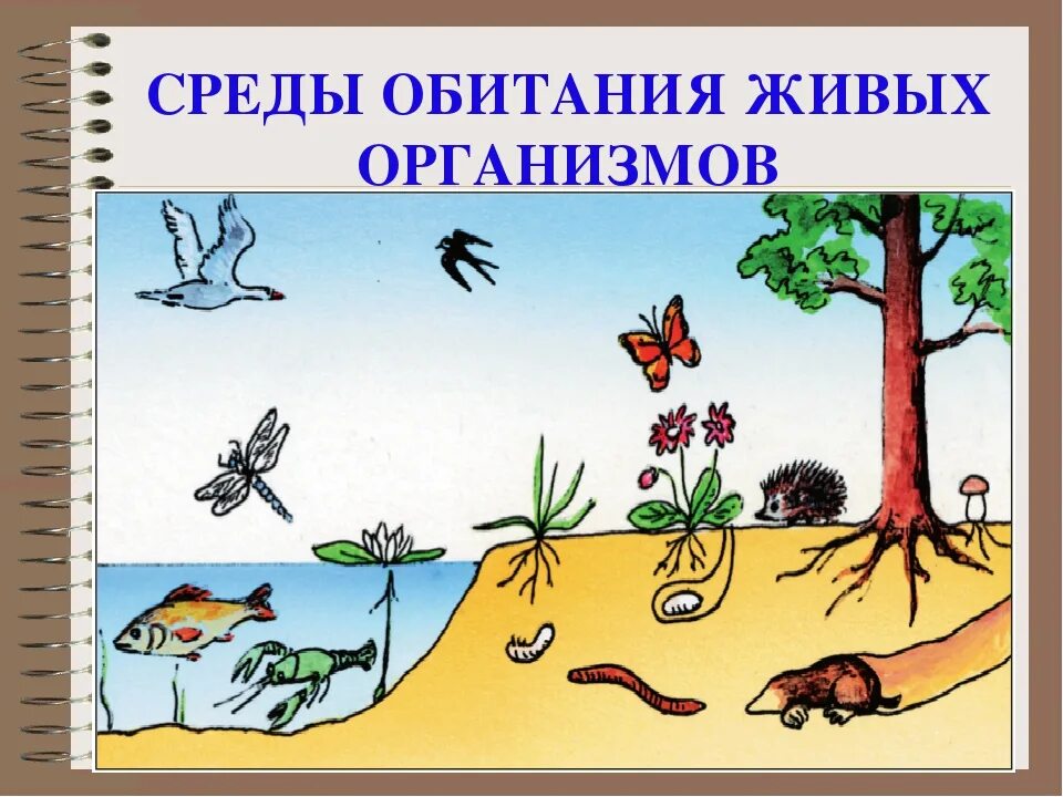 Что такое среда обитания биология 7. Жизнь и еда. Среды жизни. Среды обитания живых организмов. Среды обитания ивыхорганизмов.