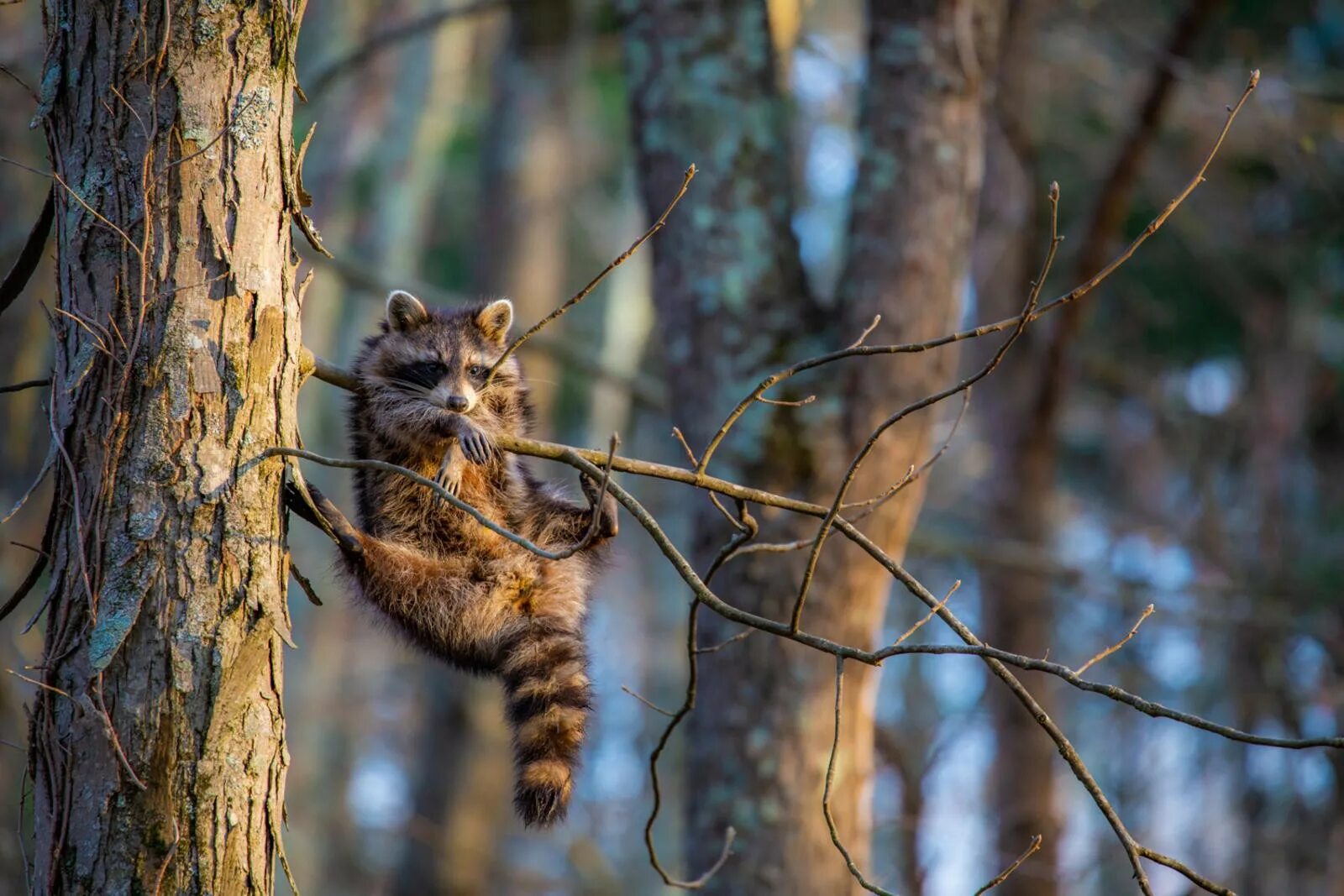 Финалисты конкурса comedy Wildlife Photography Awards:. Конкурса comedy Wildlife Photography Awards. Забавные животные в дикой природе. Смешные фото животных.