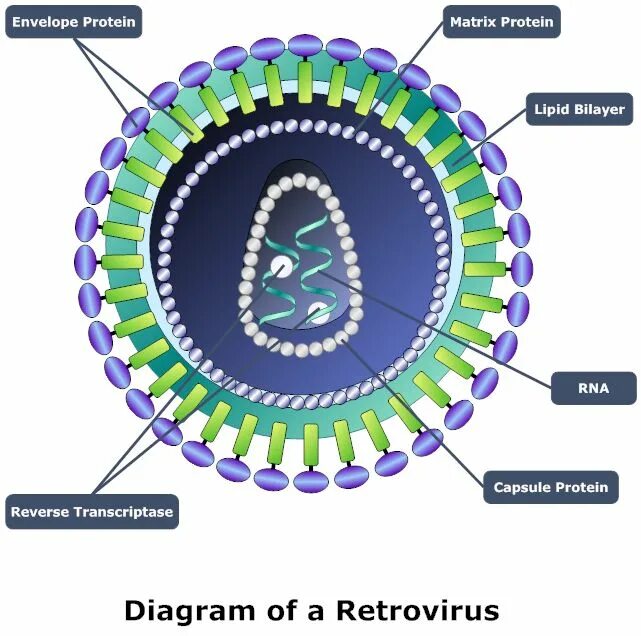 Retrovirus. Ретровирусы внешний вид. Ретровирус а в с д. Дельта ретровирус.