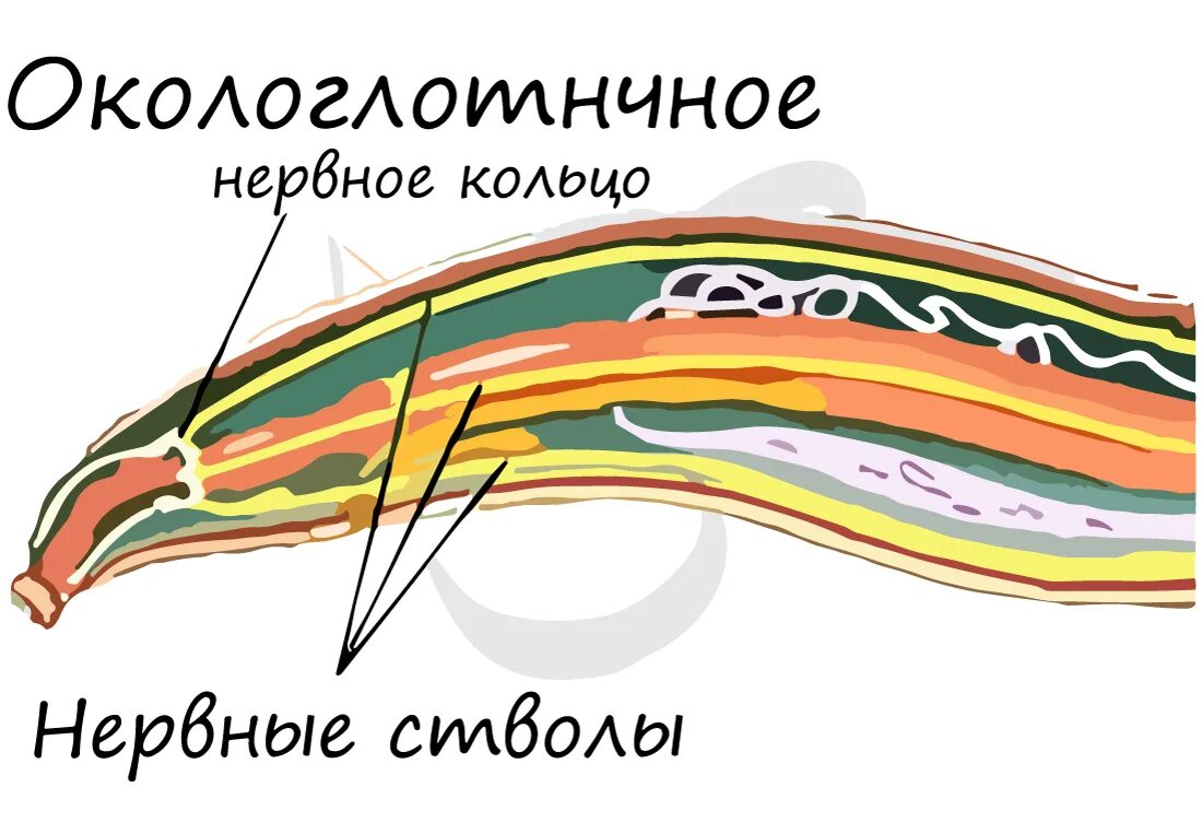 Нервная система круглых червей диффузного типа. Строение нервной системы круглых червей. окологлоточное нервное кольцо круглые черви. нервное строение круглых червей. стволовая нервная система круглых червей.