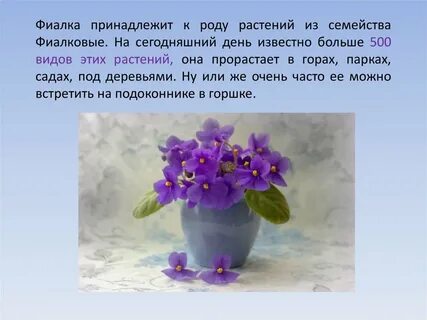 Фиалка комнатная описание
