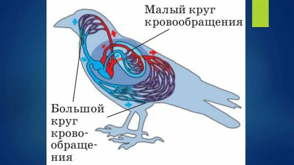 Два круга кровообращения ароморфоз. Схема малого круга кровообращения у птиц. малый круг кровообращения у птиц схема. строение малого круга кровообращения у птиц. круги кровообращения у птиц большой и малый круг.