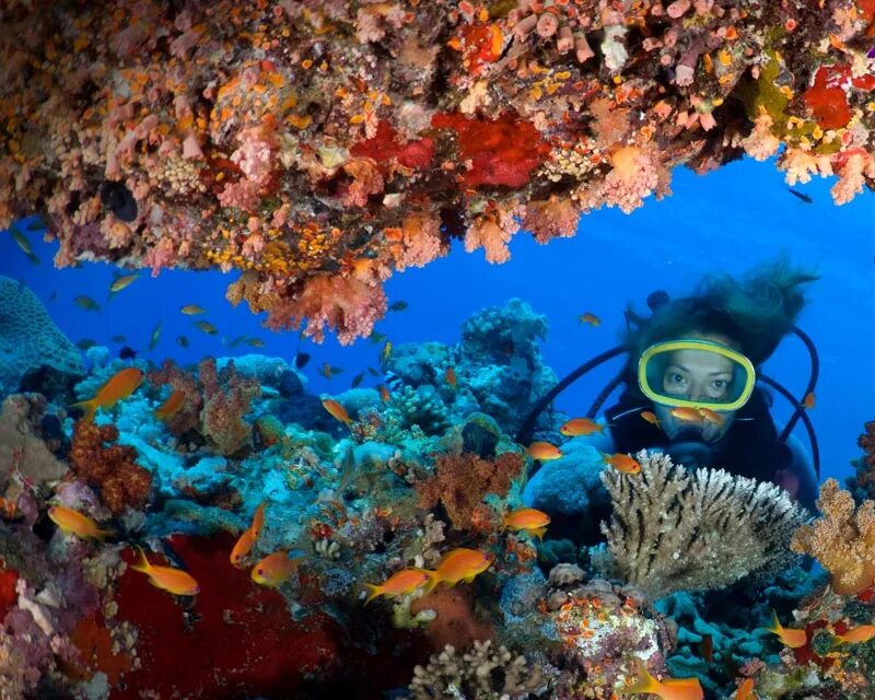 Sea dive. Дайвинг в Хургаде. Дайвинг Хургада Хургада. Хургада красной море дайвинг. Парадайз Эйлат дайвинг.