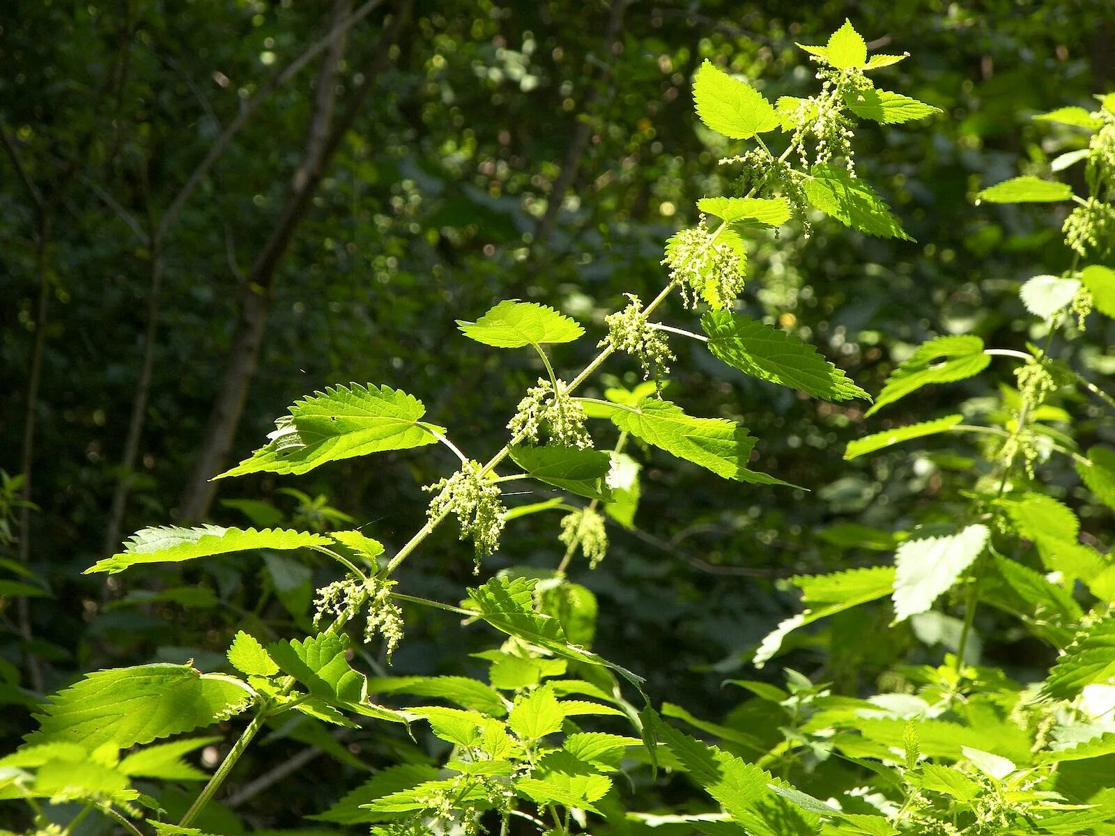 Тополя крапива. Крапива двудомная. Крапива двудомная (Urtica dioica). Зюзник виргинский. Крапива двудомная заросли.