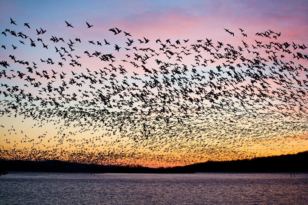 Стая птиц. Стая птиц в небе. Много птиц. Птицы улетают.