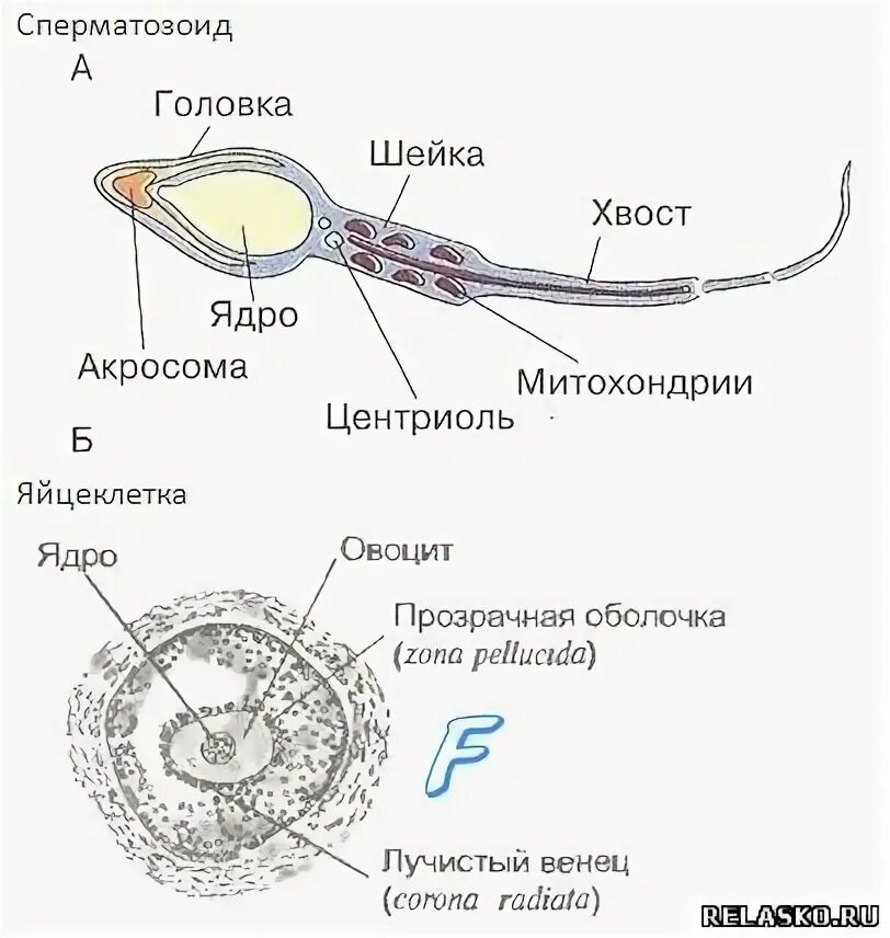 Рисунок мужской половой клетки. Строение яйцеклетки человека схема. Строение сперматозоида и яйцеклетки ЕГЭ. Строение половых клеток яйцеклетка. Строение яйцеклетки и спермато.