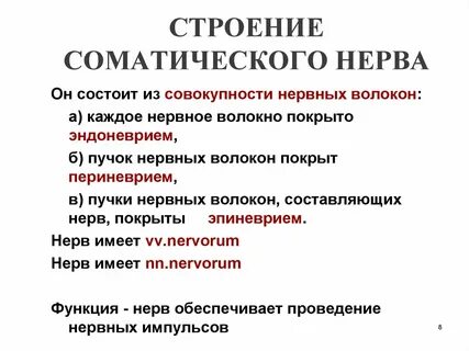 Совокупность нервных волокон разных нервов