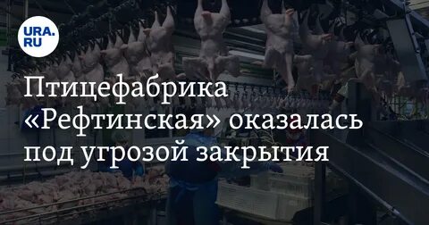 Закрыли птицефабрику
