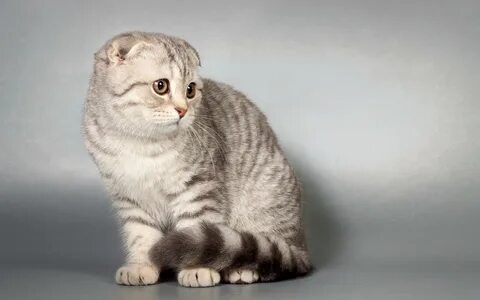 Шотландская короткошерстная кошка