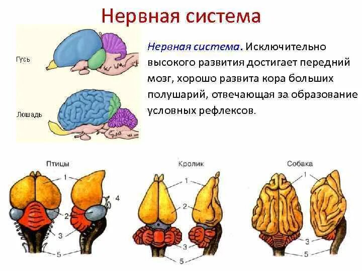 Нервная система млекопитающих характеризуется высокой степенью. Нервная система млекопитающих. передний мозг млекопитающих. у каких млекопитающих хорошо развиты полушария переднего мозга. передний мозг млекопитающих увеличивается за счет развития.