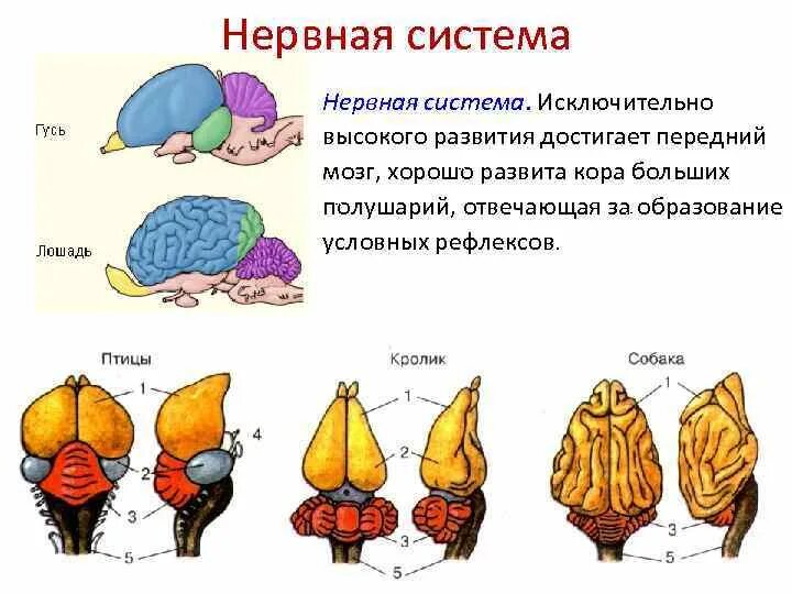 Структура мозга млекопитающих. Нервная система млекопитающих. Мозг млекопитающих. Строение мозга млекопитающих. Млекопитающие животные нервная система.