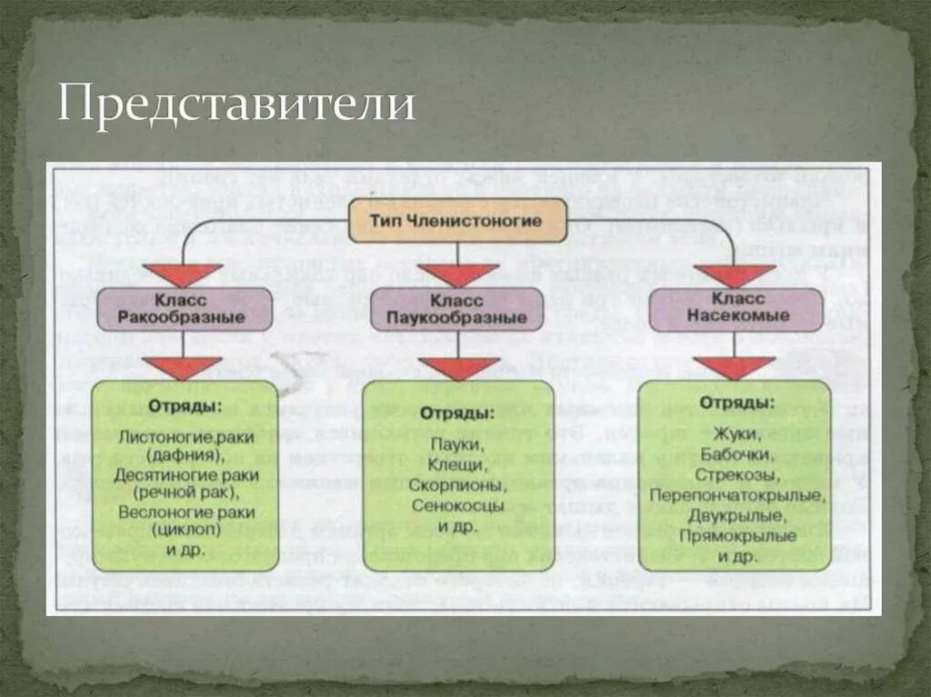 3 класса типа членистоногих. Классификация членистоногих схема. Тип Членистоногие схема. Схема классификации типа Членистоногие. Общая характеристика и систематика членистоногих.