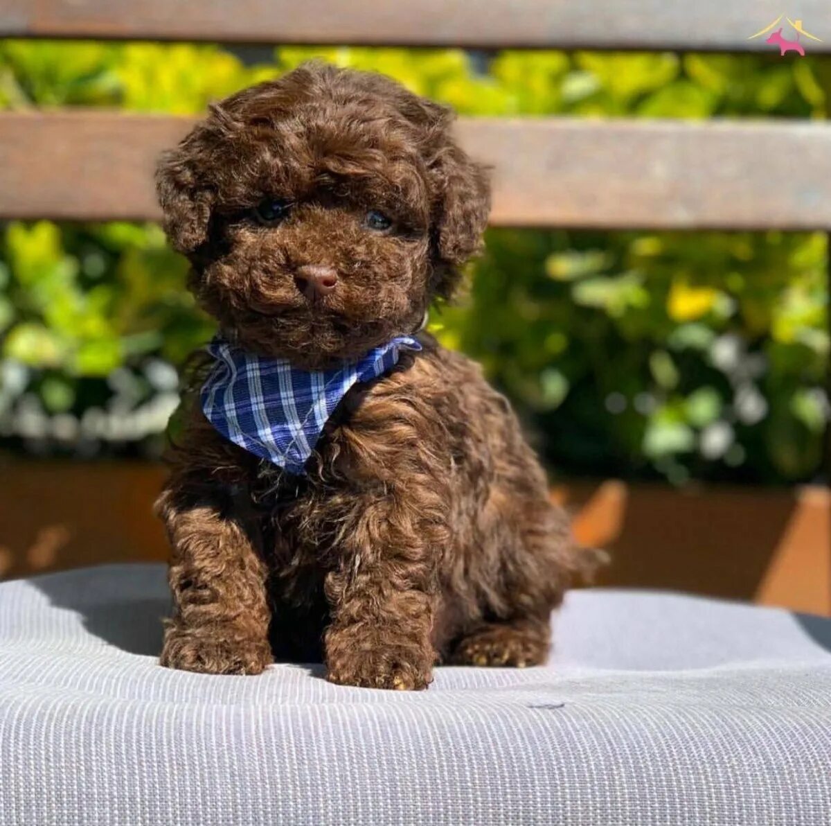 Toy Poodle Toy Poodle Yavru Istanbul Toy Poodle Yavru Köpek