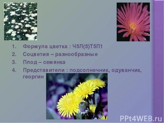 Ч5л5т п какой цветок. Ч 5 Л 5 т5п1 формула цветка. Формула цветка растений ч(5) л(5) т5 п1. Ч5л5т5п1. Ч5л5т5п1 формула.