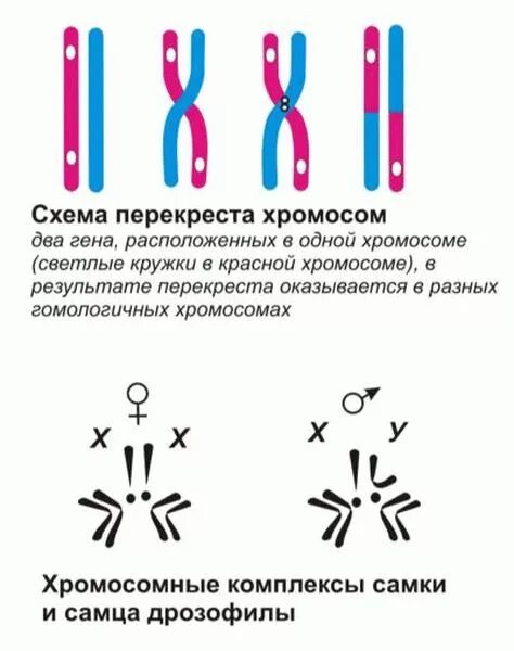 Гомологичными хромосомами происходит обмен генами. Схема перекреста хромосом. Перекрест хромосом это. Хиазмы хромосом. Перекресты хиазмы хромосм.