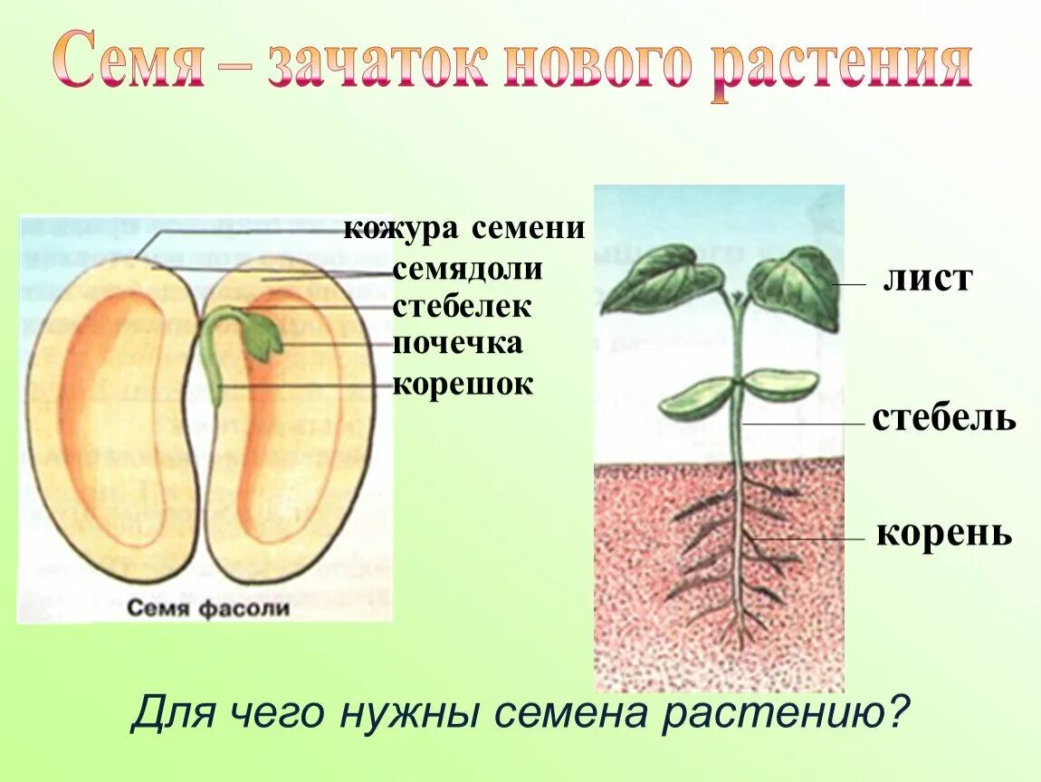 Почечка фасоли. Семядоли у двудольных растений. Прорастание семян семядоли. Семидолиу растений 6 класс биология. Строение семядоли 6 класс биология.